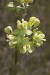 Largeflower milkweed